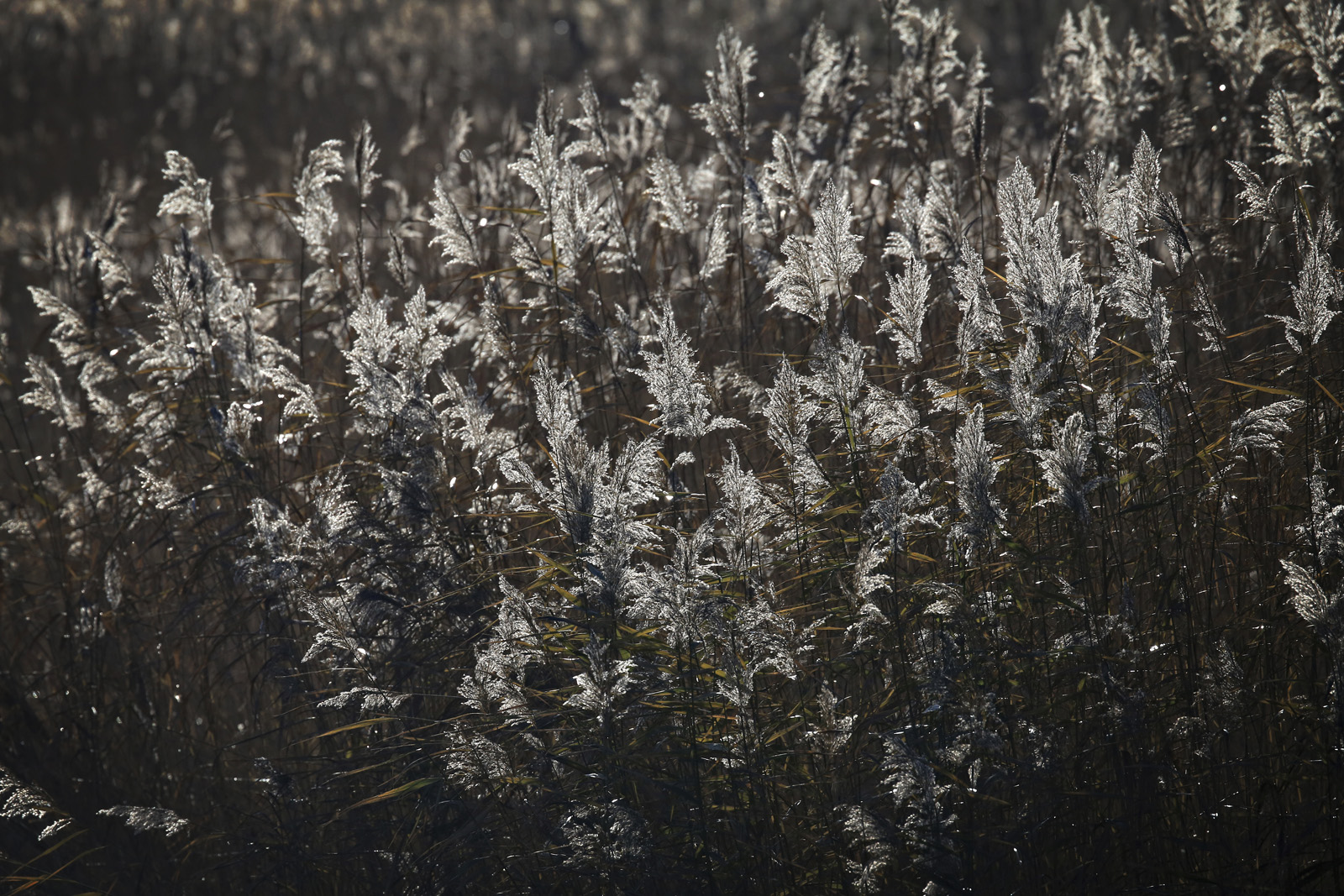 Schilfrohr (Phragmites communis) im Gegenlicht